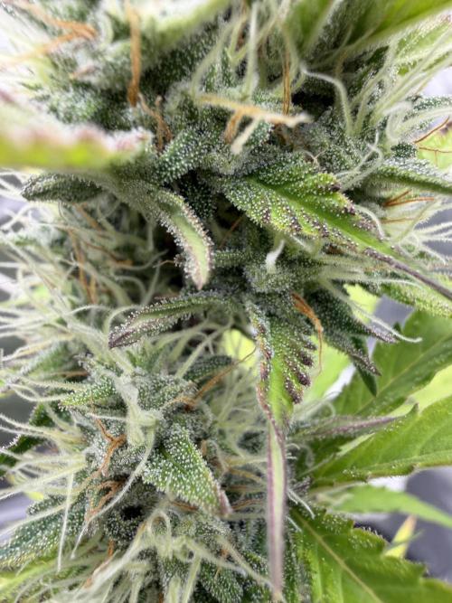 Frost banger. Week 8