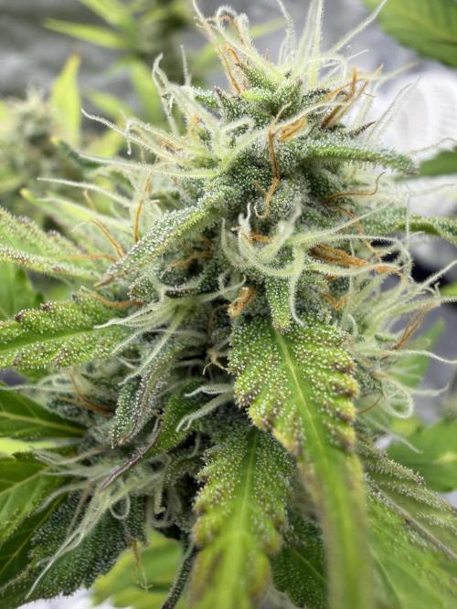 Frost banger. Week 8