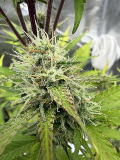 Frost banger. Week 8