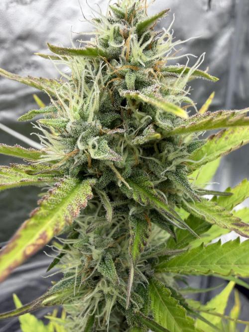 Frost banger. Week 8