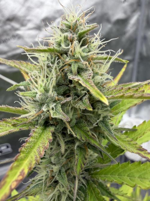 Frost banger. Week 8