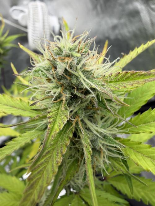 Frost banger. Week 8