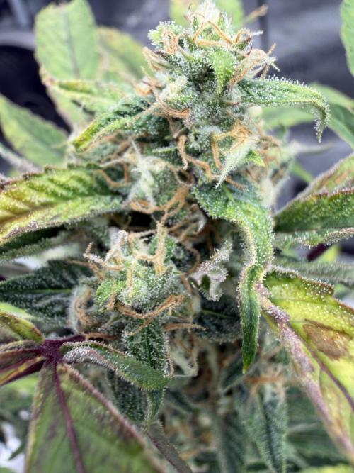 Frost banger. Week 8