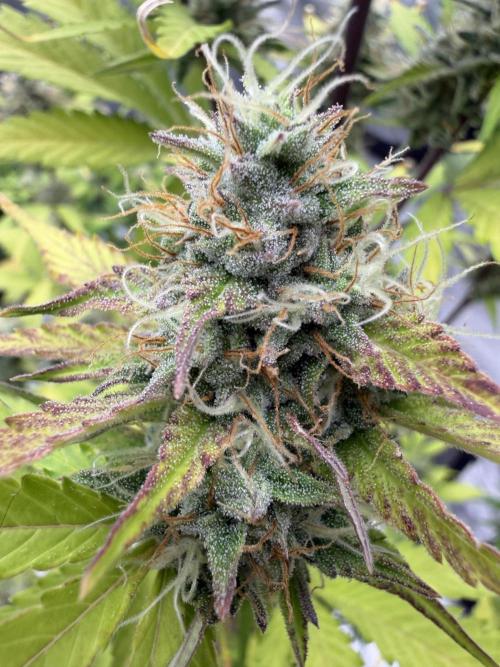 Frost banger. Week 8