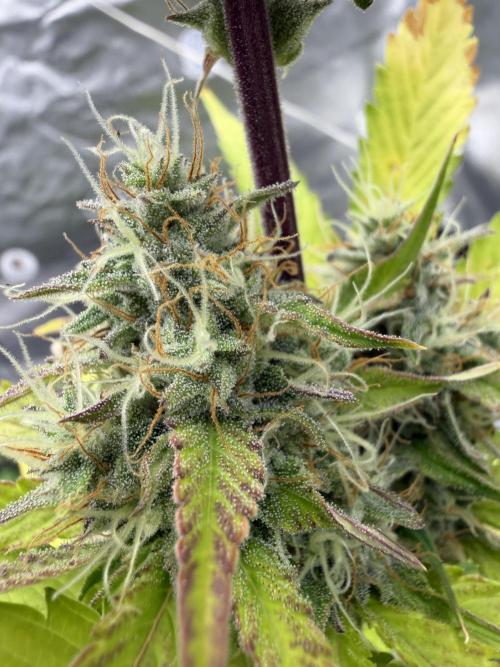 Frost banger. Week 8