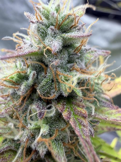 Frost banger. Week 8