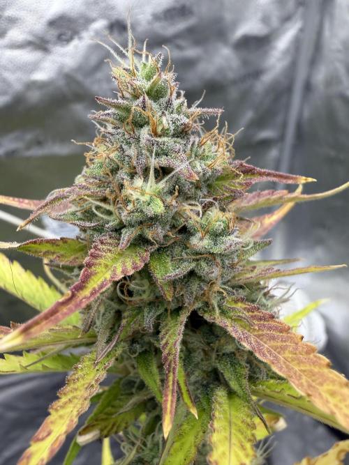 Frost banger. Week 9