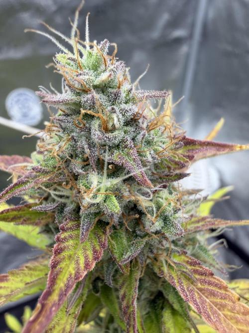 Frost banger. Week 9