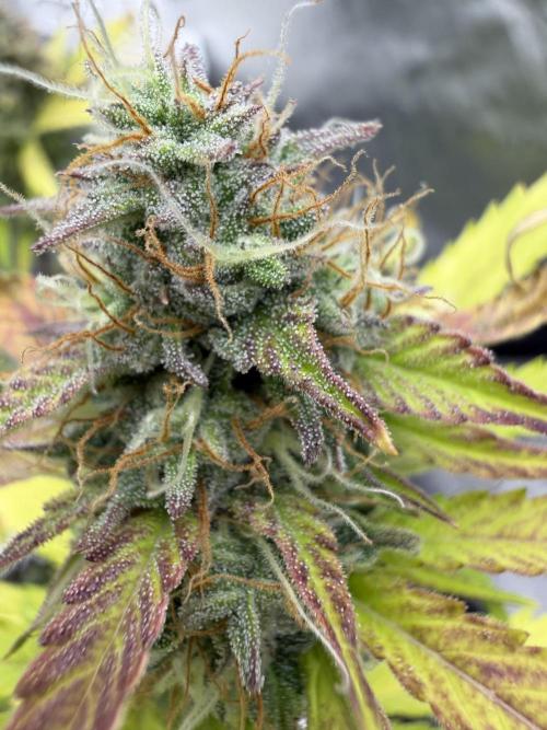 Frost banger. Week 9