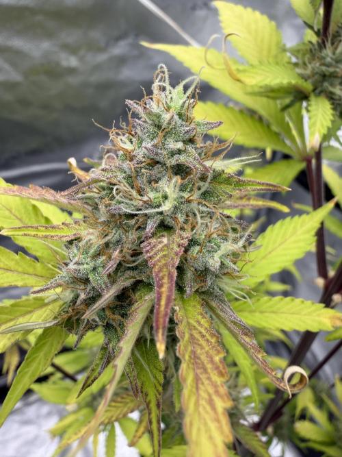 Frost banger. Week 9