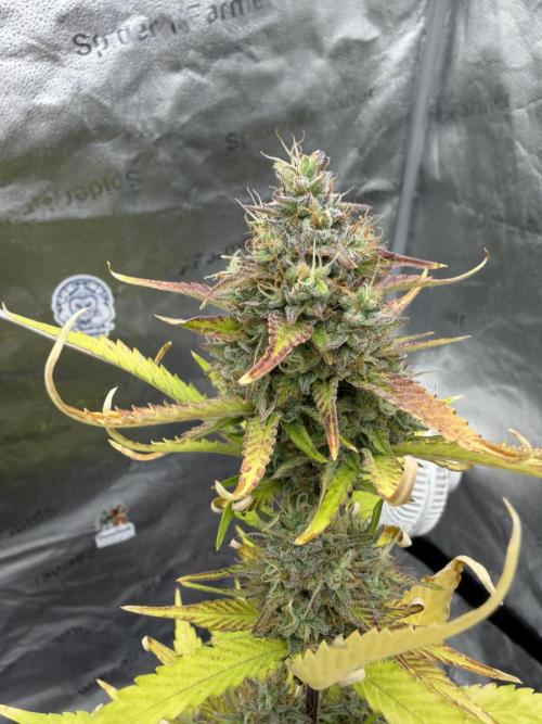 Frost banger. Week 9