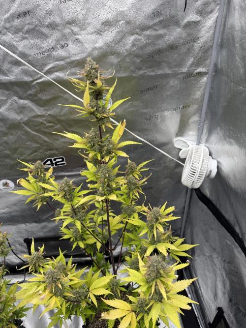 Frost banger. Week 9