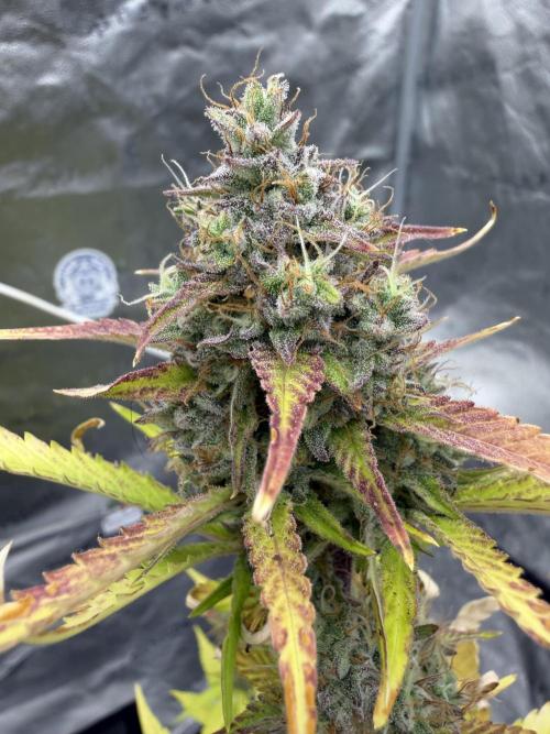 Frost banger. Week 9