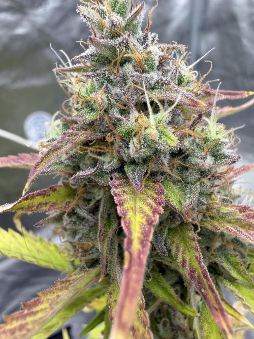 Frost banger. Week 9