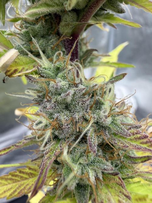 Frost banger. Week 9