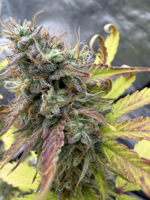 Frost banger. Week 9