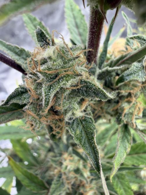 Frost banger. Week 9