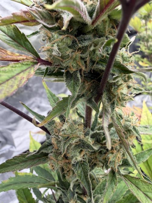 Frost banger. Week 9