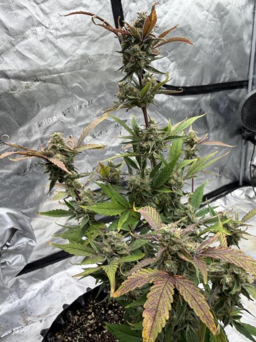 Frost banger. Week 10