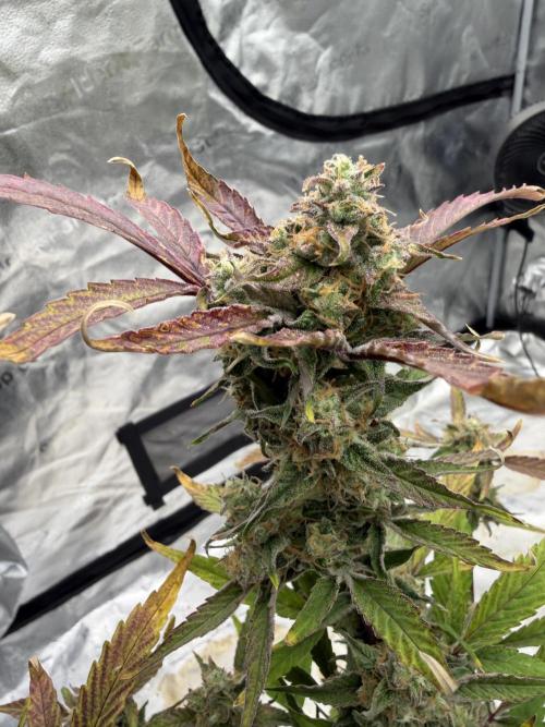 Frost banger. Week 10