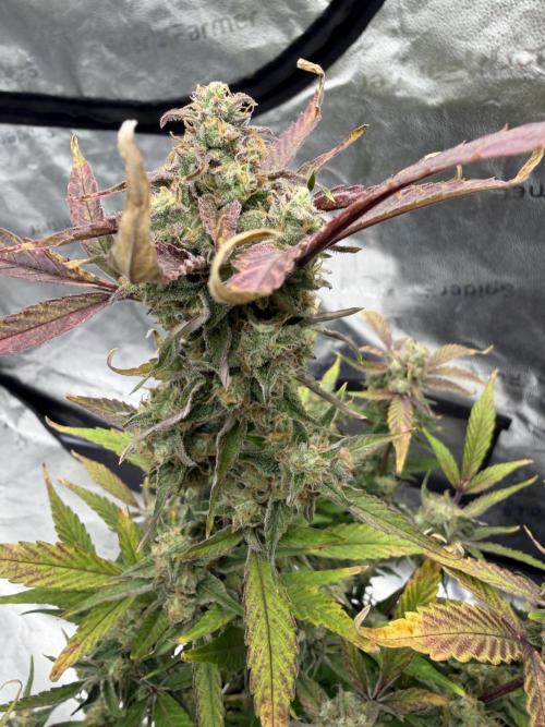 Frost banger. Week 10