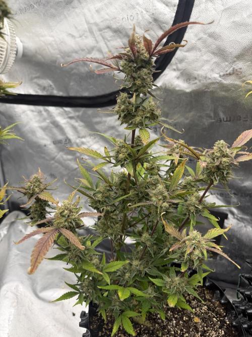 Frost banger. Week 10