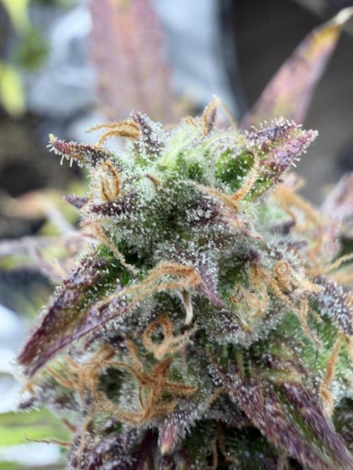 Frost banger. Week 10