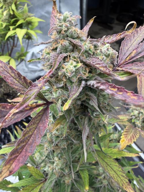 Frost banger. Week 10