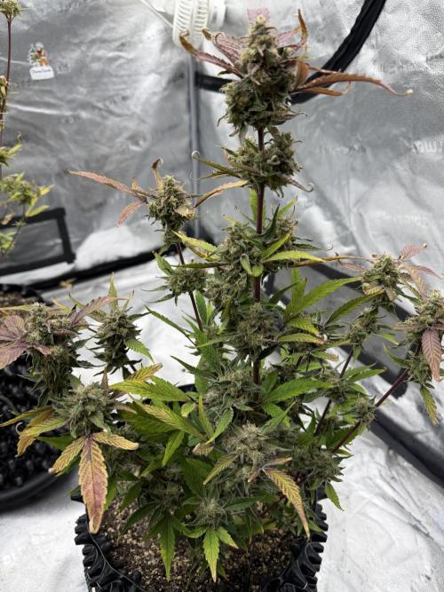 Frost banger. Week 10