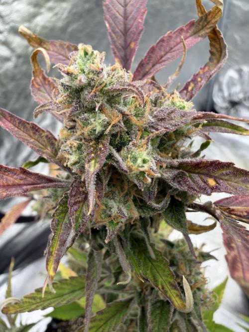 Frost banger. Week 10