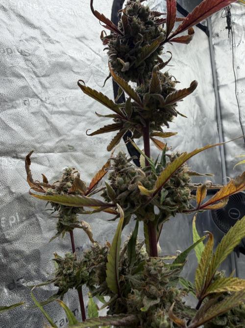 Frost banger. Week 11