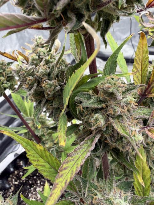 Frost banger. Week 11