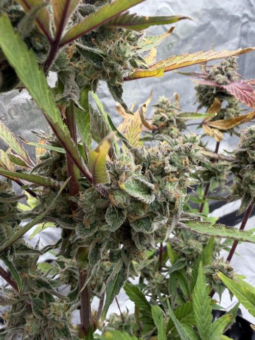 Frost banger. Week 11