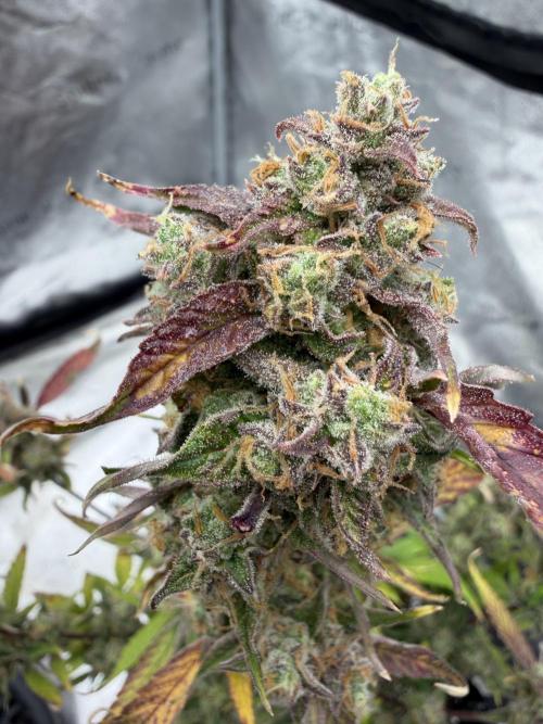 Frost banger. Week 11