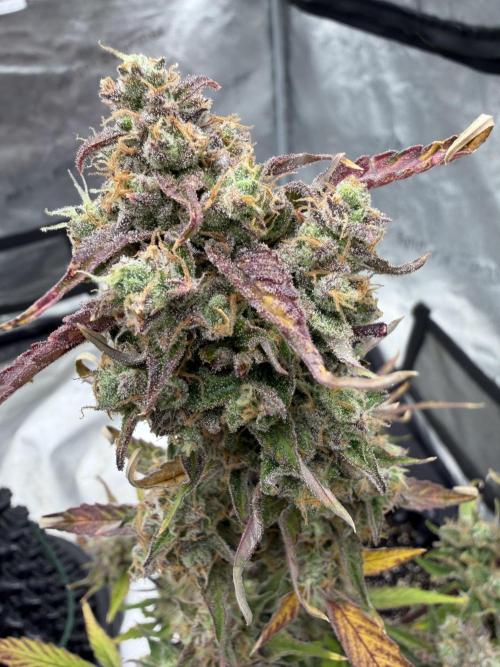 Frost banger. Week 11