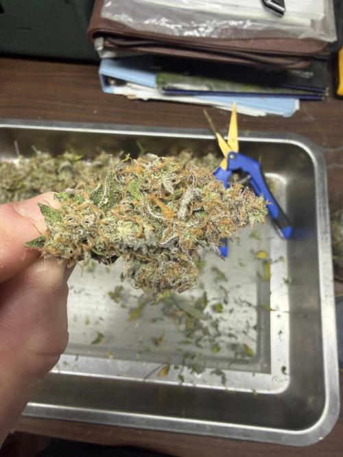 Frost banger. Week 12