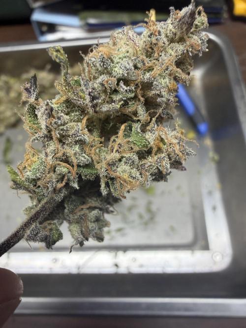 Frost banger. Week 12