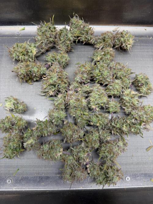 Frost banger. Week 12