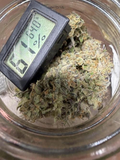 Frost banger. Week 12