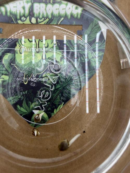 Zamnesia Grow Cup 2026. Week 0