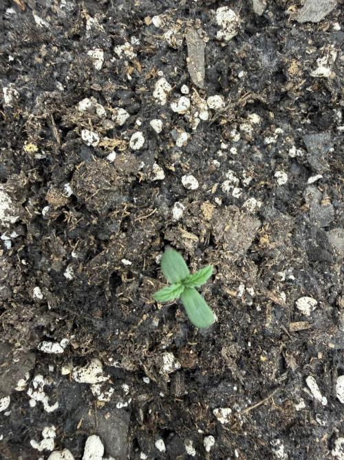 Zamnesia Grow Cup 2026. Week 1