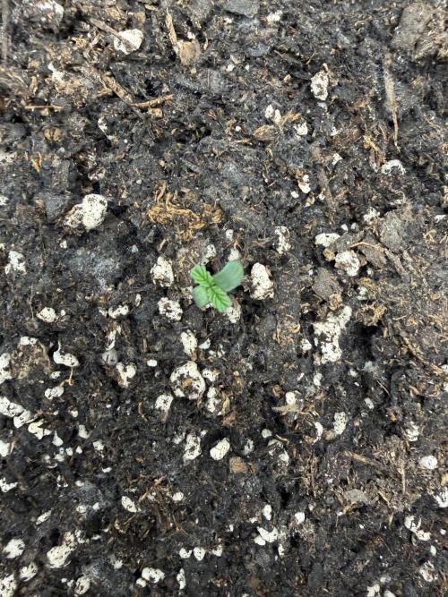 Zamnesia Grow Cup 2026. Week 1