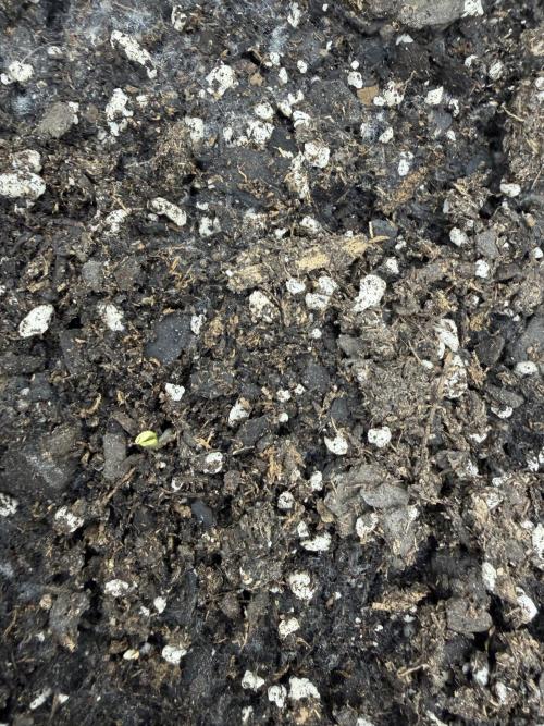 Zamnesia Grow Cup 2026. Week 1