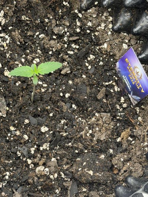 Zamnesia Grow Cup 2026. Week 1 - Plant #3