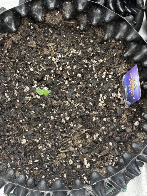 Zamnesia Grow Cup 2026. Week 1 - Plant #1