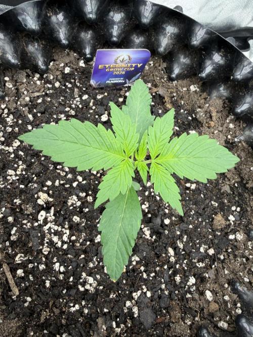 Zamnesia Grow Cup 2026. Week 2