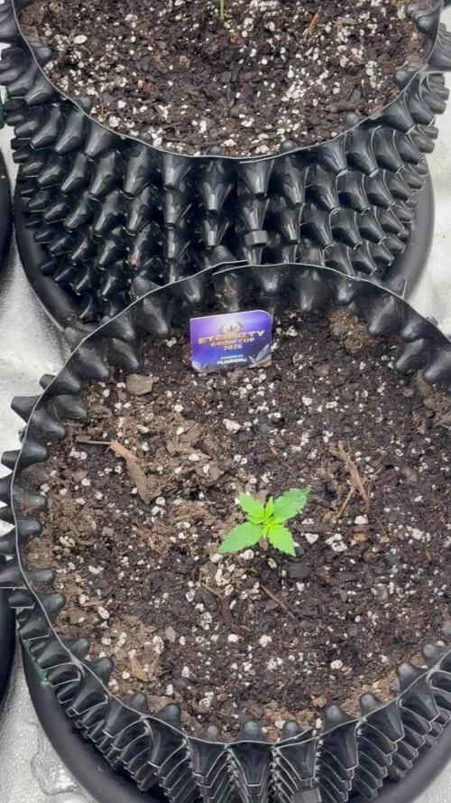 Zamnesia Grow Cup 2026