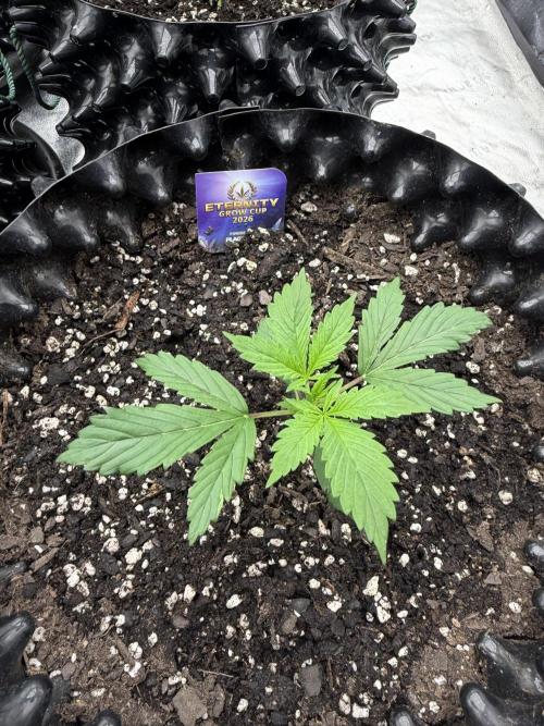 Zamnesia Grow Cup 2026. Week 2