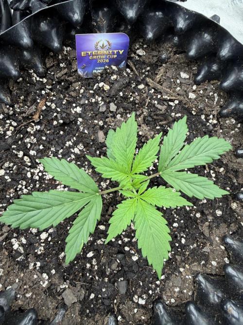Zamnesia Grow Cup 2026. Week 2