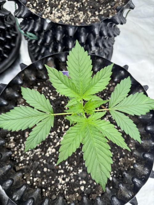 Zamnesia Grow Cup 2026. Week 2